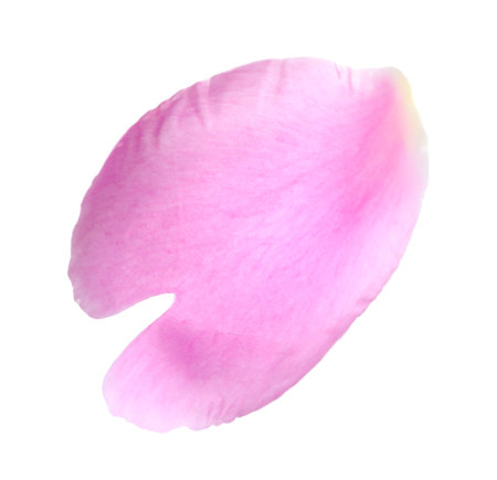 One beautiful peony petal isolated on whiteの写真素材