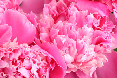 Bouquet of beautiful peonies as background, closeupの写真素材