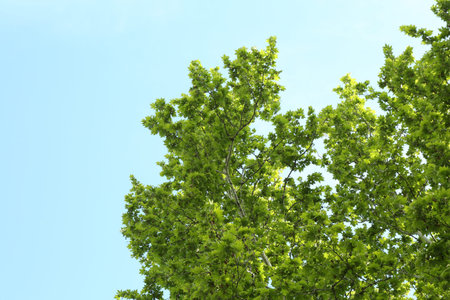 Tree branches with green leaves under blue sky, low angle view