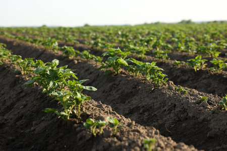 Rows of green potato sprouts growing in fertile soil outdoors, closeupの写真素材