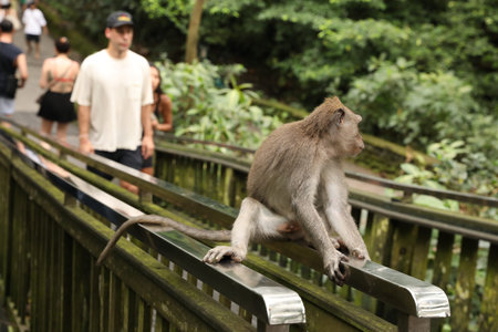 Bali, Indonesia - June 2, 2025: Cute monkey sitting on handrails outdoors