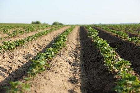 Rows of green potato sprouts growing in fertile soil outdoorsの写真素材