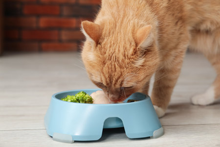 Cat eating natural products from feeding bowl indoors. Pet's balanced dietの写真素材