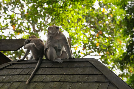 Cute monkeys sitting on roof outdoors, low angle viewの写真素材