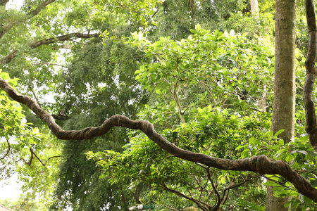 Beautiful lush tropical trees growing in park