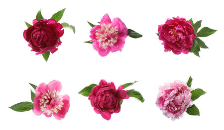 Aromatic pink peony flowers isolated on white, setの写真素材