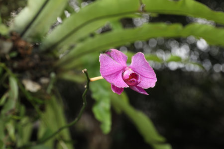 Beautiful orchid flower and green leaves outdoors, closeupの写真素材