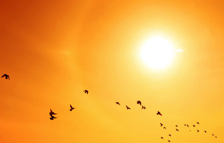 Bright sun and flying birds in orange sky during hot summer weatherの写真素材