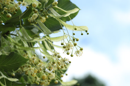 Linden tree branch with leaves and blooming flowers outdoors, closeup. Space for textの写真素材