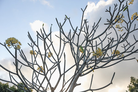 Plumeria shrub with beautiful flowers growing against blue sky outdoors