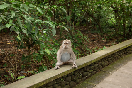 Cute monkey sitting on low stone wall in park