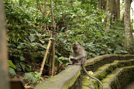 Cute monkey with banana sitting on low stone wall in park