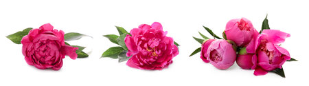 Aromatic pink peony flowers isolated on white, setの写真素材