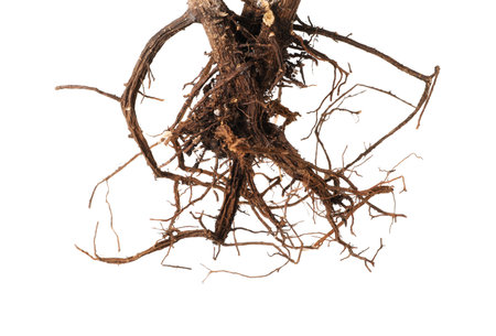 One plant with root isolated on whiteの写真素材