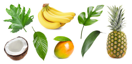 Tropical leaves and fruits isolated on white, setの写真素材