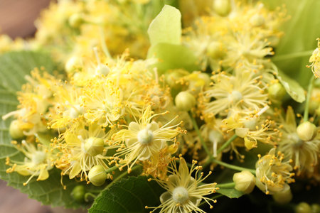 Beautiful linden flowers and green leaves, closeup