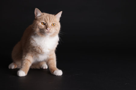 Adorable ginger cat sitting on black background. Space for textの写真素材
