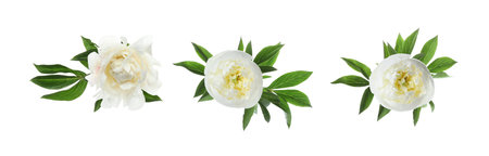 Aromatic peony flowers isolated on white, setの写真素材
