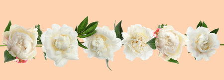 Beautiful white peony flowers with green leaves on beige background. Banner designの写真素材