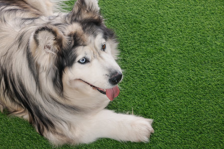 Beautiful Alaskan malamute dog on artificial grass. Space for textの写真素材