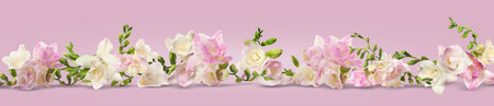 Beautiful fresh freesia flowers on pink background. Banner designの写真素材