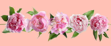 Beautiful fresh peony flowers with green leaves on pink beige background. Banner designの写真素材