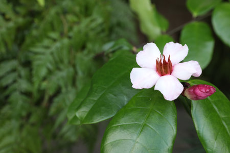 Beautiful Strophanthus flower and green leaves outdoors, closeup. Space for text