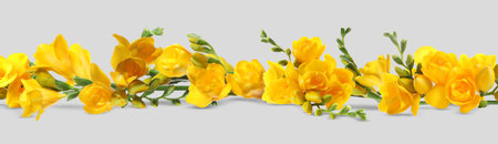 Beautiful yellow freesia flowers on grey background. Banner designの写真素材