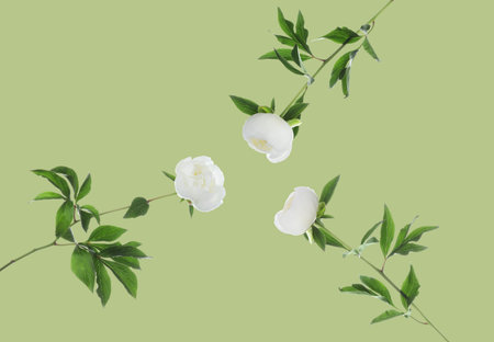 Beautiful peonies in air against pastel green background