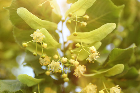 Linden tree branch with leaves and blooming flowers outdoors, closeupの写真素材