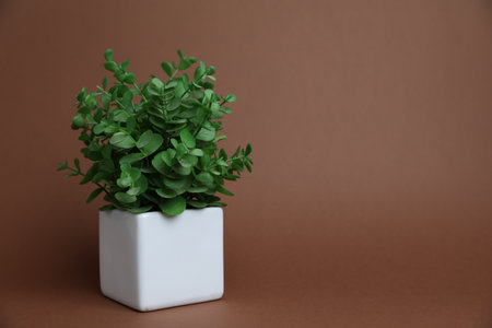 Green plant in white pot on brown background, space for textの写真素材