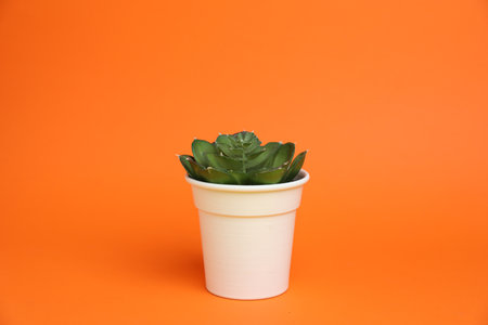 Green plant in white pot on orange backgroundの写真素材