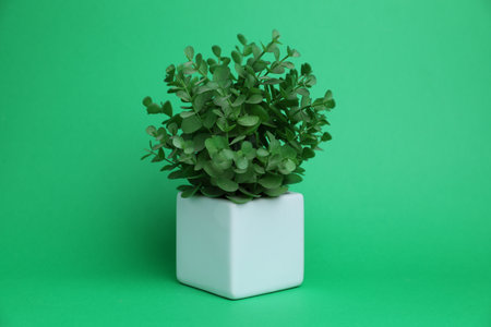 Beautiful plant in white pot on green backgroundの写真素材