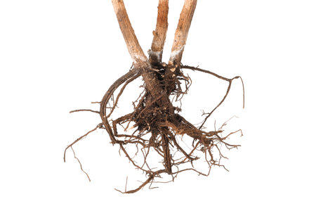 One plant with root isolated on whiteの写真素材