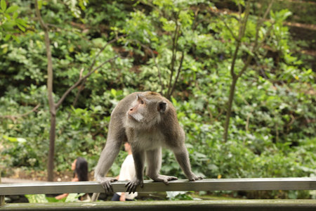 Bali, Indonesia - June 2, 2025: Cute monkey on handrail outdoors