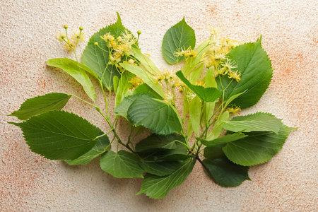 Linden branches with flowers and green leaves on color textured table, flat lay