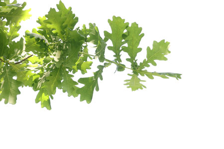Oak tree branch with green leaves on white background, low angle view