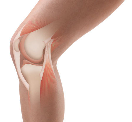 Anatomy of the knee. Woman with illustration on her leg against white background, closeupの写真素材