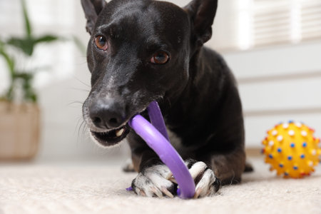 Cute dog chewing toy on floor at homeの写真素材