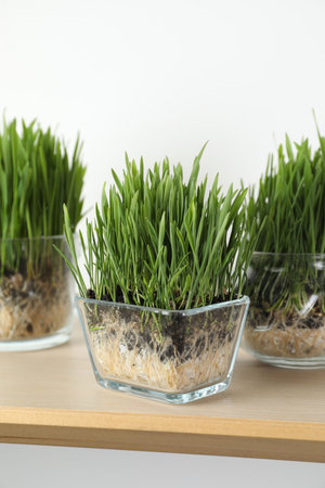 Wheat grass in transparent pots on wooden shelf near light wall, closeupの写真素材