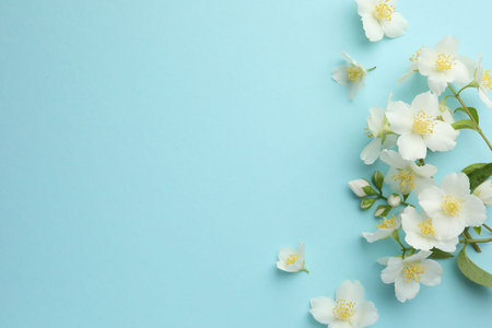 Beautiful jasmine flowers on light blue background, flat lay. Space for text
