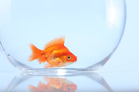 Gold fish swimming in aquarium with clean water on light gray background, closeupの写真素材