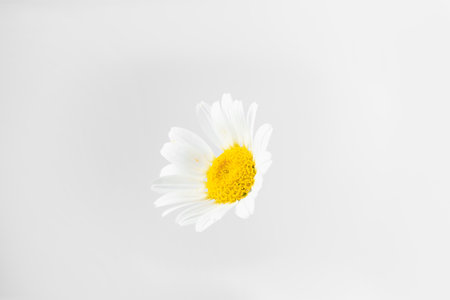 Beautiful chamomile flower bud on white backgroundの写真素材
