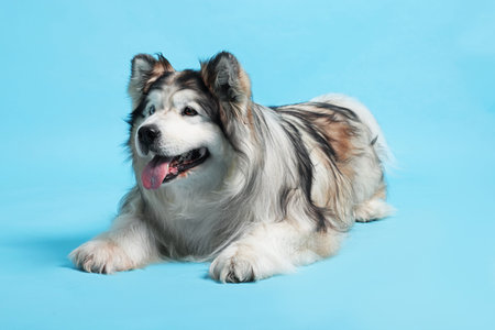 Cute Alaskan malamute dog on light blue background