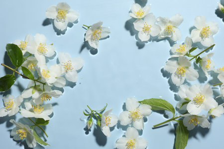 Beautiful jasmine flowers in water on light blue background, flat layの写真素材