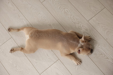 Adorable French bulldog dog lying on floor, top view