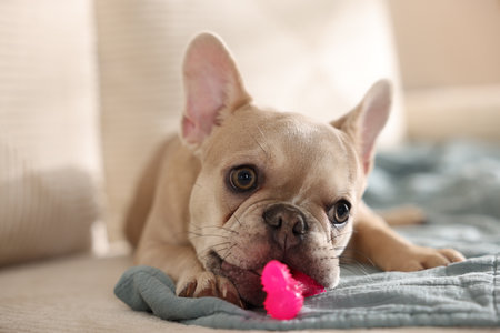 Adorable French bulldog dog with pet toy on sofa indoors, closeupの写真素材