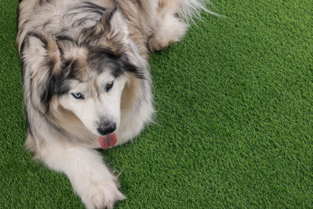 Beautiful Alaskan malamute dog on artificial grass. Space for textの写真素材