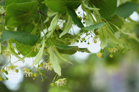 Linden tree branch with leaves and blooming flowers outdoors, closeup