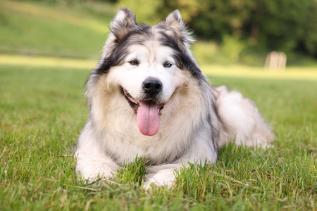 Adorable Alaskan malamute dog lying on green grass outdoorsの写真素材